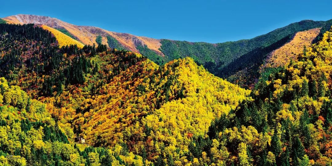 mg����ͻ��(�й���)�ٷ���վ