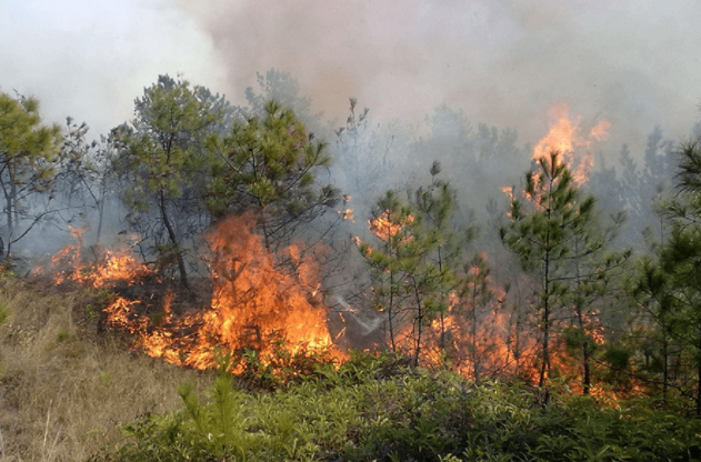 ɭ�ַ������ܻ����װ��