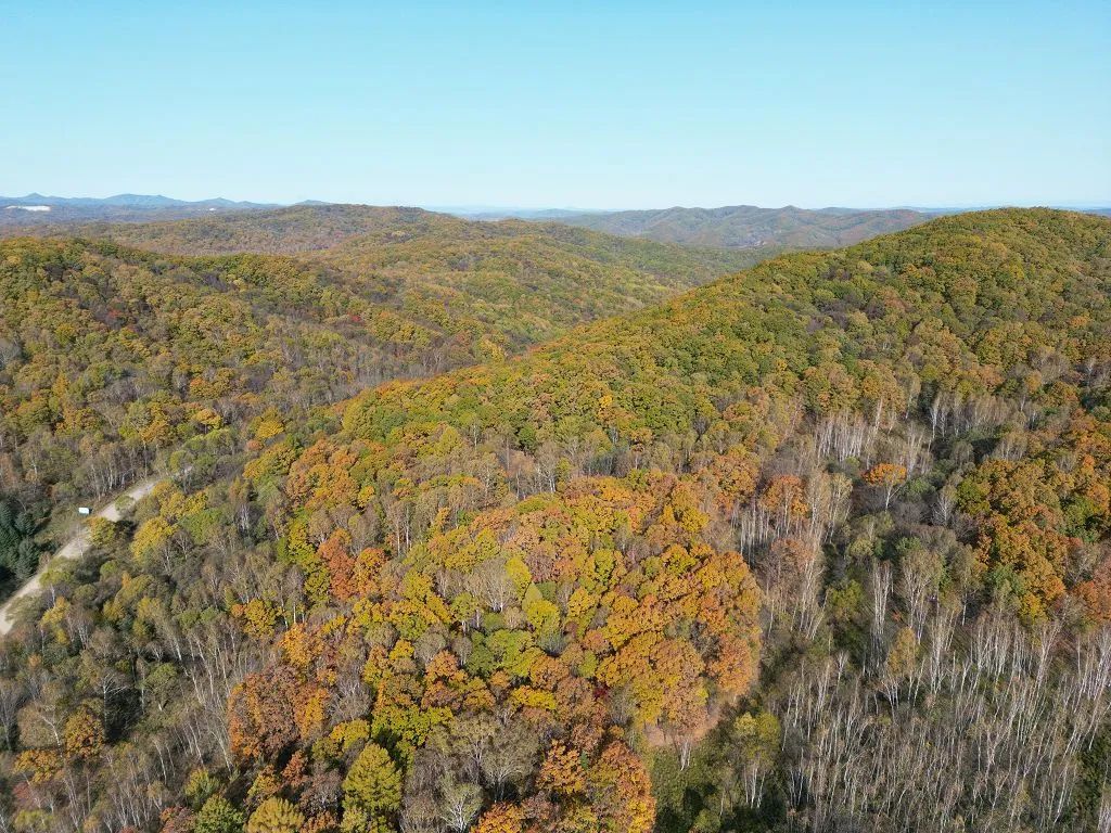 ���40000Ķɭ��������������������ѡ��ɭ�ַ���Զ�����������